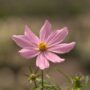 Cosmos – Sonata Mix – 4″ Pot